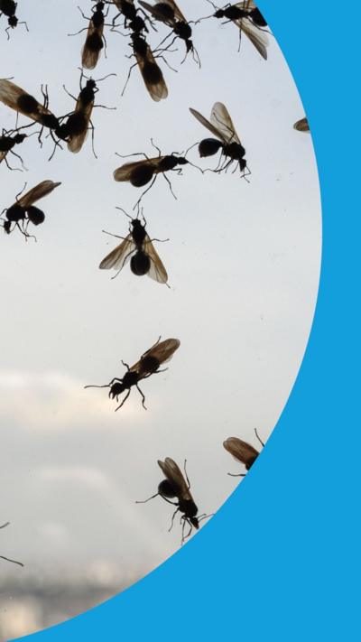 Flying ants against the backdrop of a blue sky with fluffy clouds.