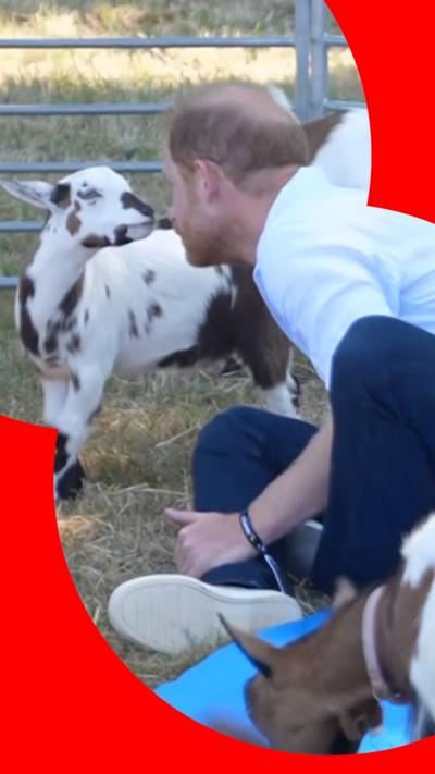 Prince Harry sitting on the grass and looking at white and brown goat