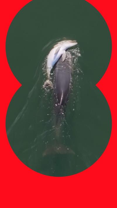 Aerial view of a dolphin carrying another dolphin at the water’s surface.