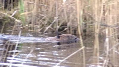 Beaver