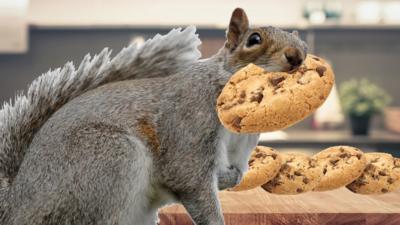 Squirrel in kitchen