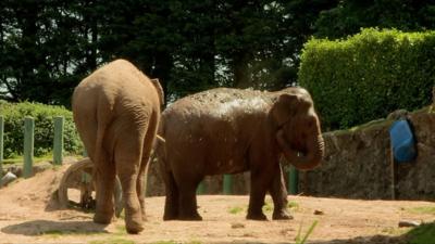 A new movie based on an elephant kept in a Belfast back garden during World War Two, will hit cinemas on 29th June. Our 'elephant' went to see whose garden it could fit into.