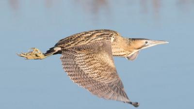 A bittern in flight