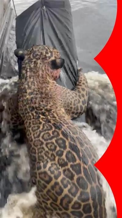 A jaguar clinging to a raft. 