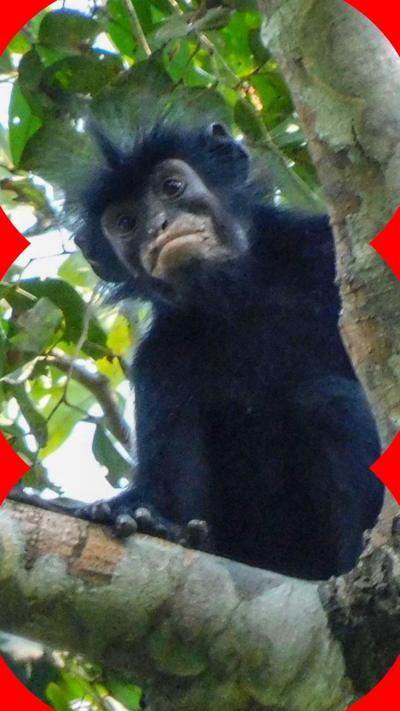 The image shows a newly discovered species of monkey looking down towards the camera from the branch of a leafy tree, in the forests of the Democratic Republic of Congo. The monkey has black fur and a black face with particularly striking pinkish-orange lips.
