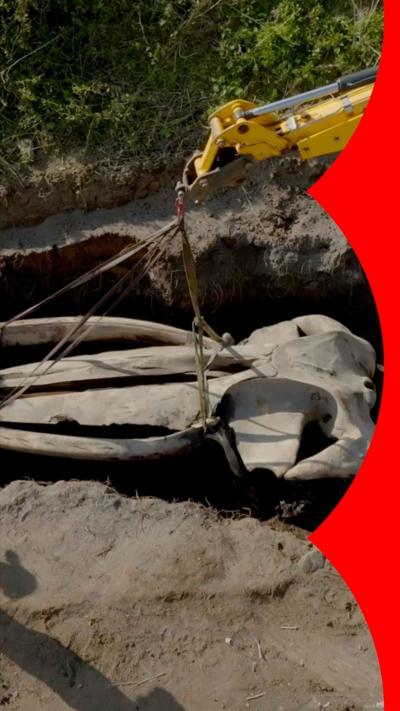 Whale skull is lifted from the ground by a crane