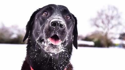 Dog in snow