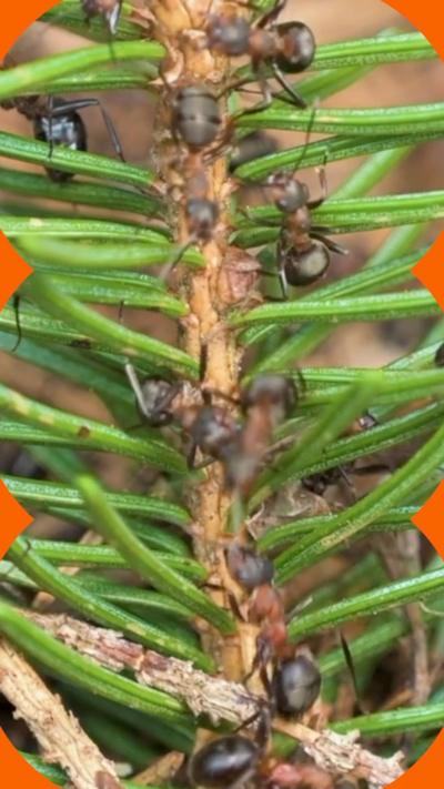 A close-up shot of ants climbing up a branch.