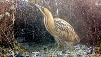 A bittern