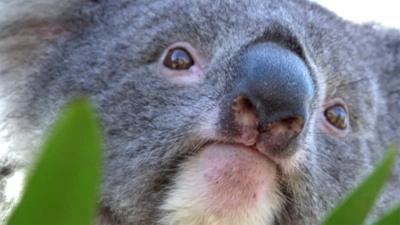 Koala