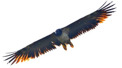 Bearded vulture