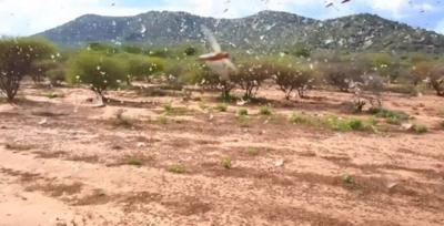 Locust swarms in Kenya