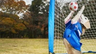 Purin, a nine year-old female beagle, catching football