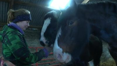 Shire horses