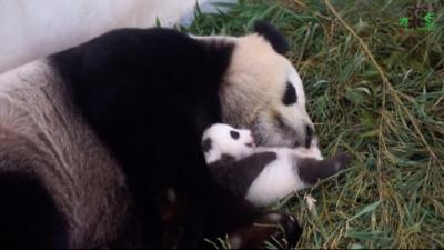 Panda cub and mother sleeping