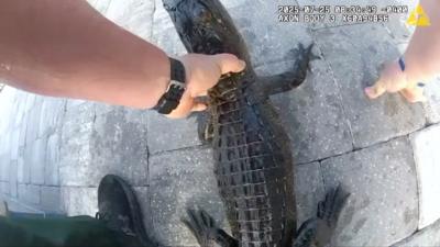 Police officer's hand on the alligator's neck on the poolside.