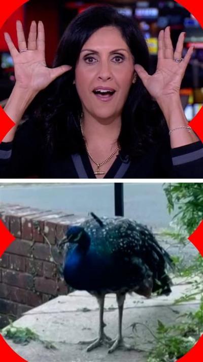 (Top) Maryam Moshiri impersonating a peacock, (bottom) a peacock