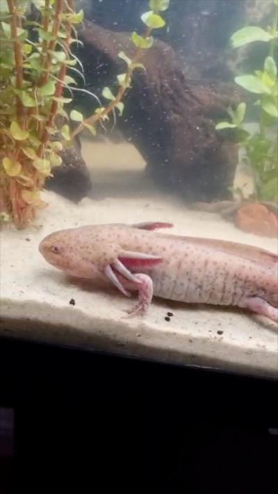 A pink axolotl in a tank
