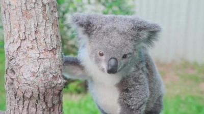 Peta the Koala climbing a tree after recovering from an accident