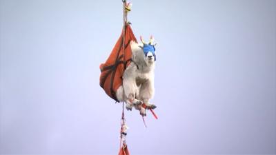 These mountain goats were evicted from a Washington state park because they like human sweat and pee.