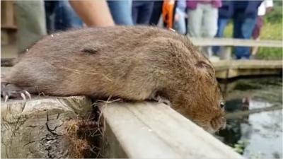 Water vole