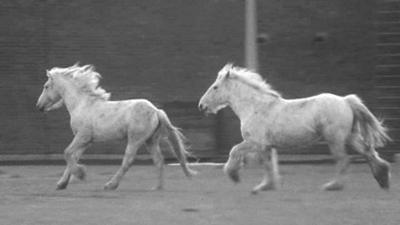 Two wild horses running