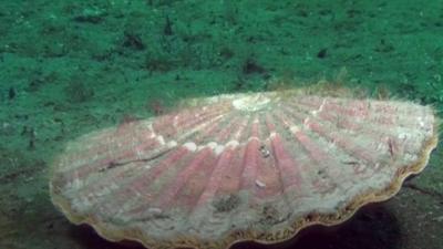 A scallop