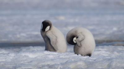 Emperor penguins