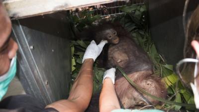 Borneo orangutan mother and baby