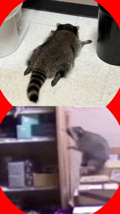 Drunk racoon from CCTV images 
