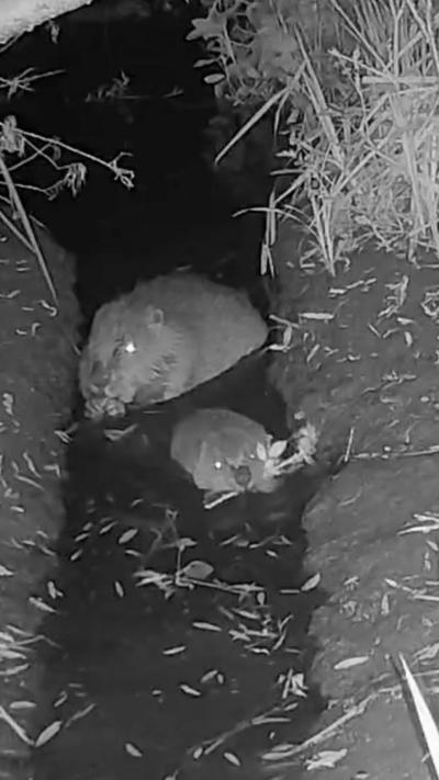 Black and white image of two baby beavers heading for a ditch filled with water.
The area either side of the ditch is covered with large shards of straw-like material.
