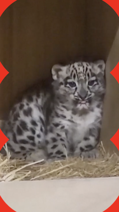 Snow leopard looking directly at the camera