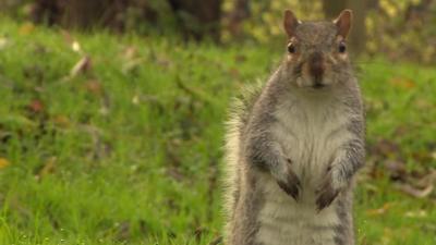 Grey squirrel