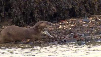 Otter eating a fish