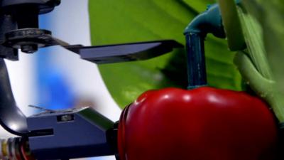 Harvey, the pepper picking robot picking a pepper