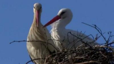 The two storks