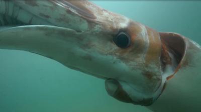 Giant squid swimming in a Japanese harbour