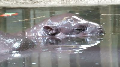 Pygmy hippo