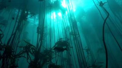 Kelp forest underwater.