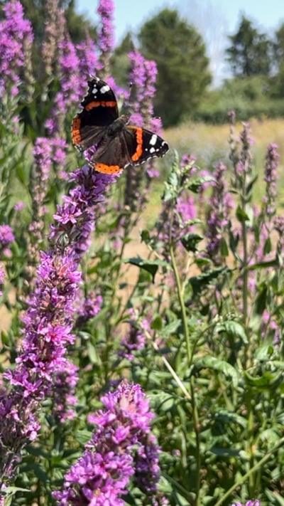 A black, red and white butterfly resting on a purple wildflower plant.