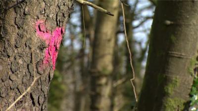 Ash tree marked with pink paint