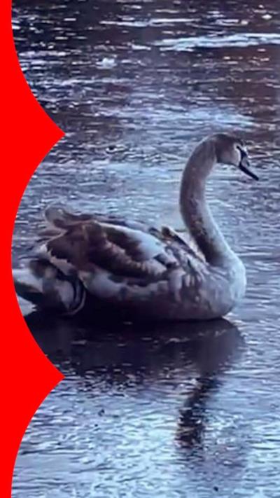 Cygnet swan stuck in icy water.