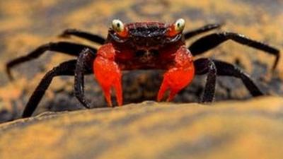 A vampire crab at the annual Chester Zoo animal count