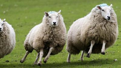 Sheep are rounded up during the sheep dog sales in Skipton, North Yorkshire