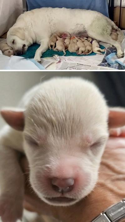 14 lab puppies 