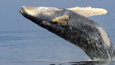 Humpback whale