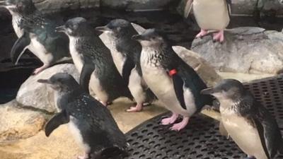 Penguins