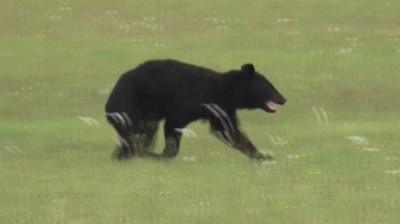 Black bear runs through green grass