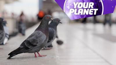 Pigeons in Paris and the Your Planet logo
