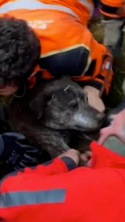 A black dog surrounded by several men in high vis clothing